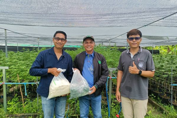 ติดตามสถาณการณ์การระบาดศัตรูพืช แปลงกัญชา ต.หนองโดน อ.ลำปลายมาศ จ.บุรีรัมย์