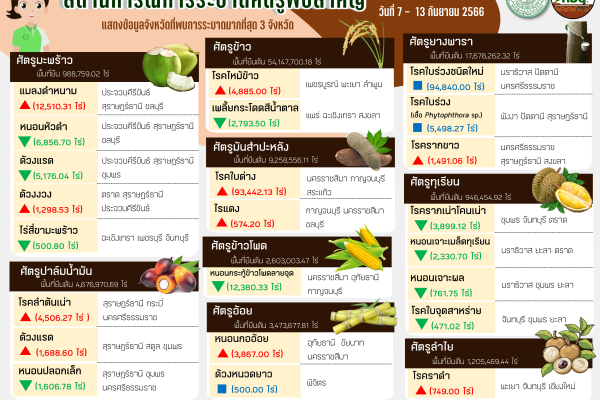 สรุปสถานการณ์การระบาดศัตรูพืชสำคัญ ระหว่างวันที่ 7 – 13 กันยายน 2566
