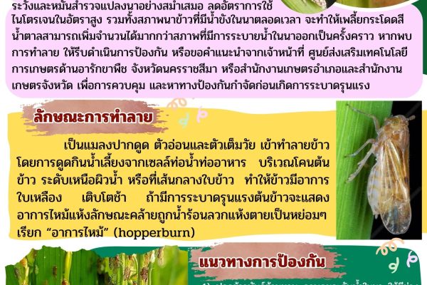 เพลี้ยกระโดดสีน้ำตาล