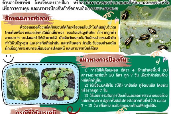 ด้วงหมัดผัก (Flea Beetle)