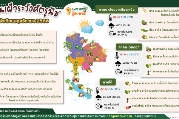 เตือนเฝ้าระวังศัตรูพืชประจำเดือนพฤศจิกายน 2566