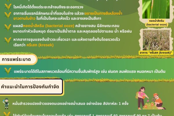 โรคขอบใบแห้ง โรคข้าวที่ชาวนาควรระวัง