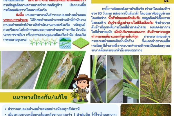 ศทอ.นครราชสีมา เตือนเกษตรกรผู้ปลูกข้าวเฝ้าระวังการระบาดของเพลี้ยกระโดดหลังขาวในนาข้าว หากพบอาการดังดังกล่าวให้รีบแจ้งหน่วยงานที่เกี่ยวข้อง