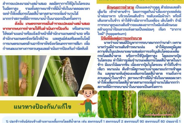 ศทอ.นครราชสีมา เตือนเกษตรกรผู้ปลูกข้าวเฝ้าระวังการระบาดของเพลี้ยกระโดดสีน้ำตาลในนาข้าว หากพบอาการดังดังกล่าวให้รีบแจ้งหน่วยงานที่เกี่ยวข้อง