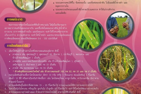 ศทอ.นครราชสีมา เตือนเกษตกรผู้ปลูกข้าว “เฝ้าระวังการระบาดของโรคไหม้ข้าว”