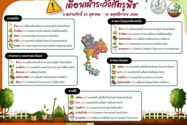 เตือน !!!!!! เฝ้าระวังการระบาดศัตรูพืช ช่วงวันที่ 23 ตุลาคม – 12 พฤศจิกายน 2568