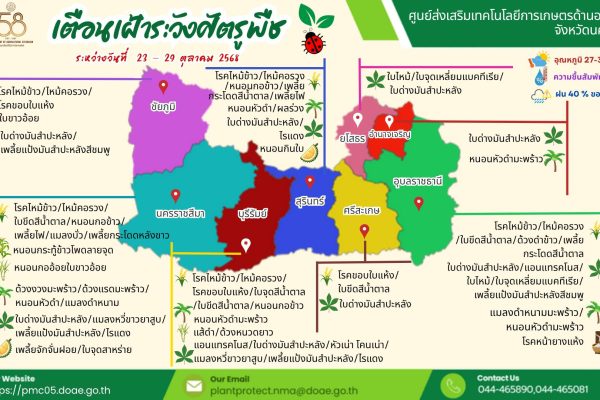 เตือนเฝ้าระวังศัตรูพืช ระหว่างวันที่ 23 – 29 ตุลาคม 2568