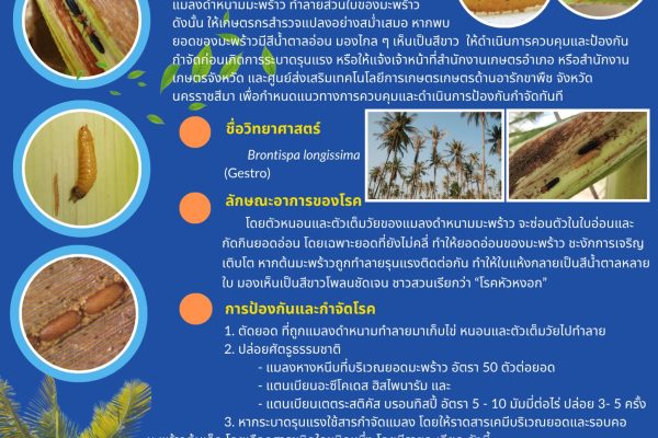 เฝ้าระวังแมลงดำหนามมะพร้าว