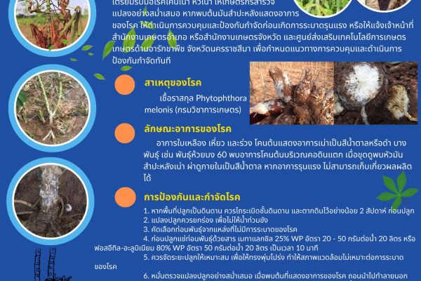 เฝ้าระวังโรคโคนเน่า หัวเน่า ในมันสำปะหลัง