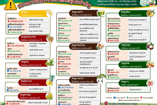 สรุปสถานการณ์การระบาดศัตรูพืชสำคัญ ระหว่างวันที่ 18 – 24 กันยายน 2568