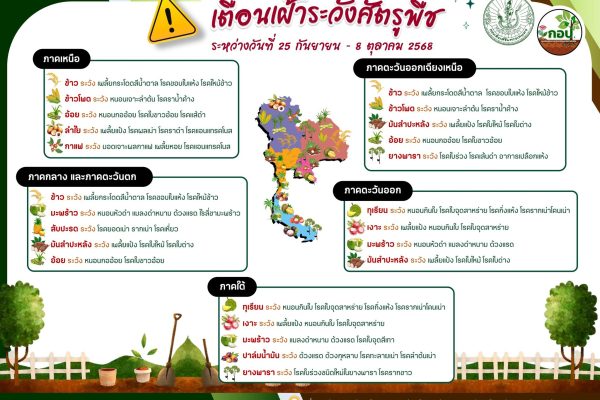 เตือน !!!!!! เฝ้าระวังการระบาดศัตรูพืช ช่วงวันที่ 25 กันยายน – 8 ตุลาคม 2568