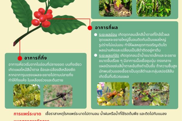 แอนแทรคโนสในกาแฟ