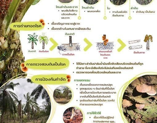 โรคลำต้นเน่าในปาล์มน้ำมัน